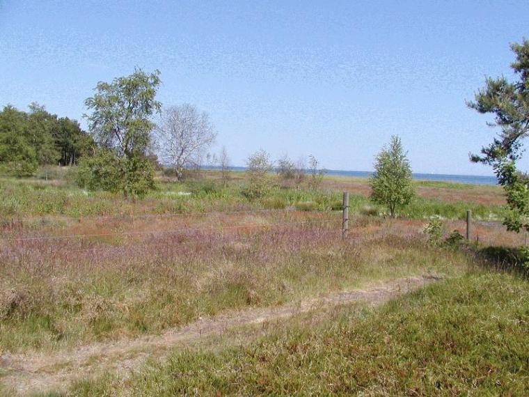 Trylleskoven ved Solrød Strand foto Martin Hvidberg