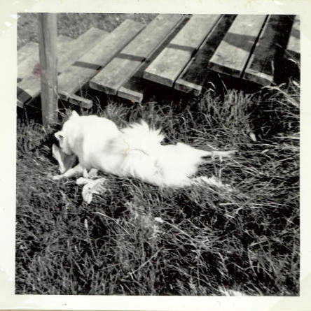 Bannik ved skrænten