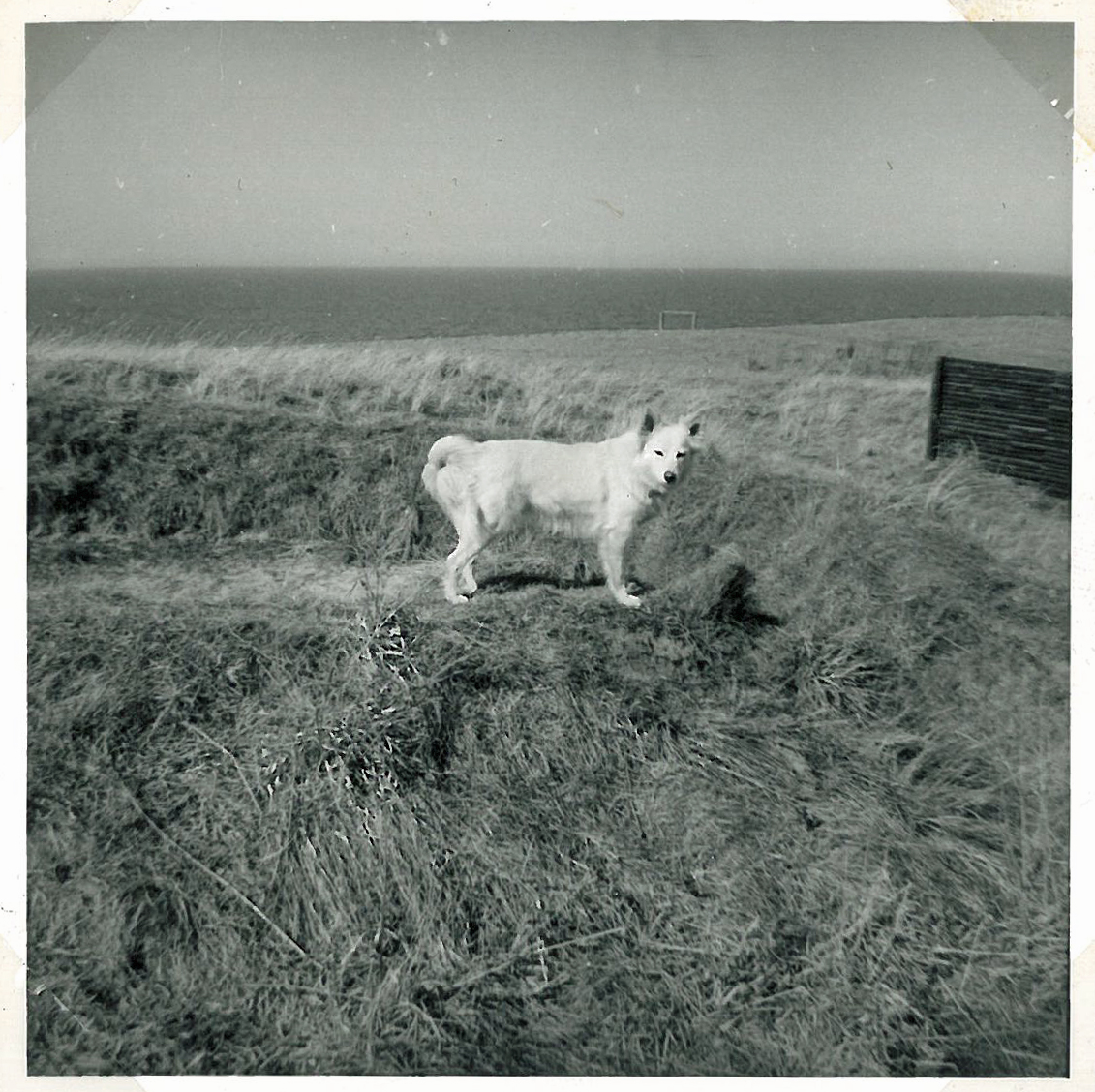 Banik i blæsten ved grotten på naturgrunden ud mod skrænten