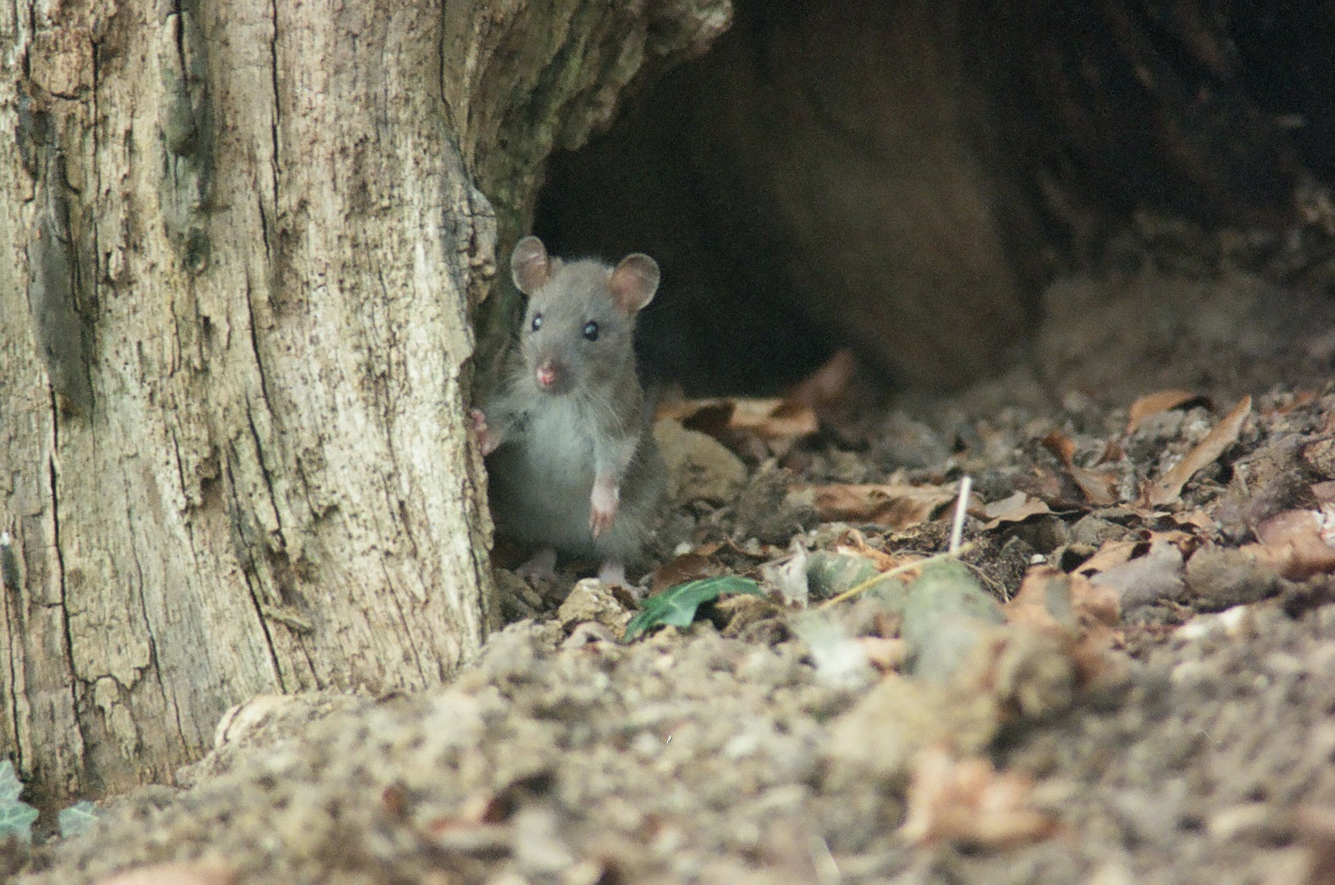 Foto venligst udlånt fra Jesper Høyer-Nielsen