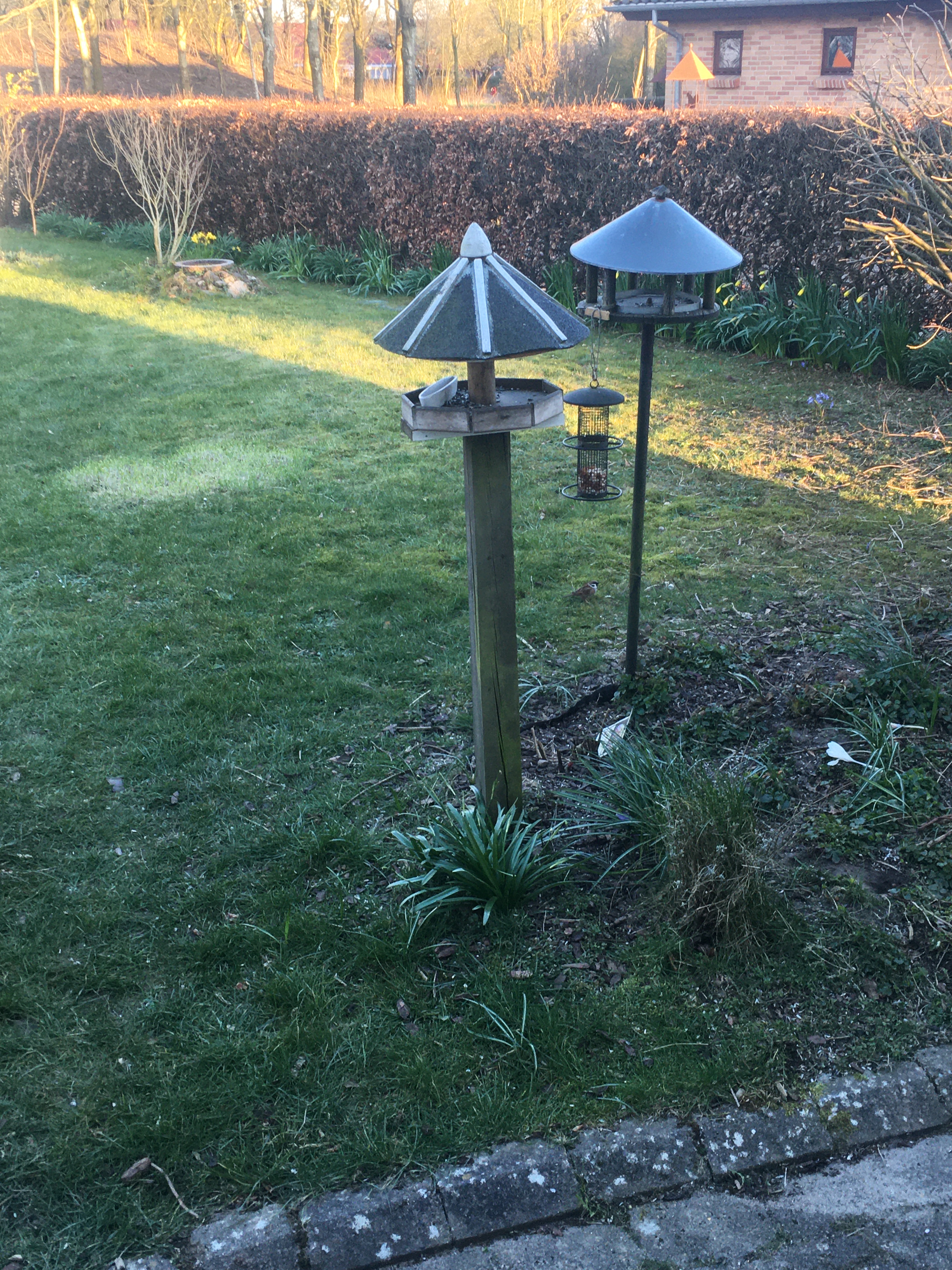 fuglebrætterne og jordnøddebeholderen. Fuglene har igen spist op