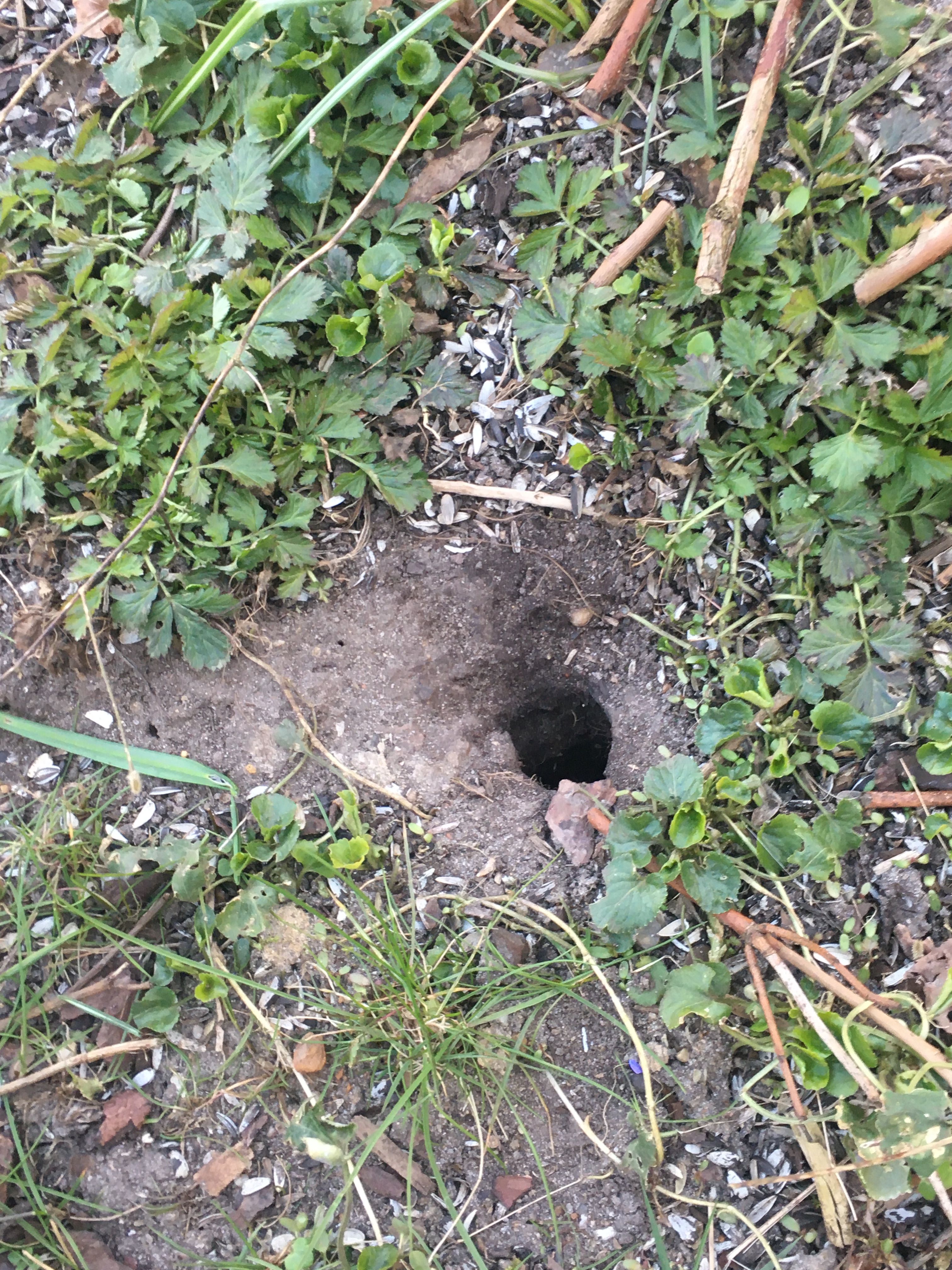 Et af musehullerne under fuglebrætterne